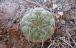 Vista previa de Gymnocalycium pflanzii