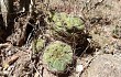 Preview photo Gymnocalycium pflanzii