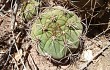 Vista previa de Gymnocalycium pflanzii