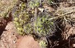 Preview photo Gymnocalycium pflanzii