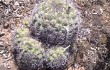 Preview photo Gymnocalycium pflanzii