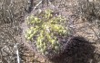 Preview photo Gymnocalycium pflanzii