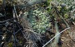 Preview photo Gymnocalycium pflanzii