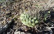 Anteprima di Gymnocalycium pflanzii