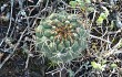 Anteprima di Gymnocalycium pflanzii