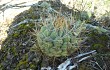 Anteprima di Gymnocalycium pflanzii