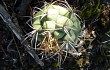 Preview photo Gymnocalycium pflanzii