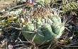 Preview photo Gymnocalycium pflanzii