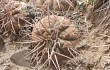 Vista previa de Gymnocalycium spegazzinii