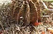 Vista previa de Gymnocalycium stenopleurum