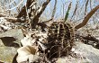 Vista previa de Gymnocalycium stenopleurum