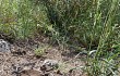 Vista previa de Gymnocalycium stellatum