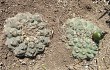 Vista previa de Gymnocalycium stellatum