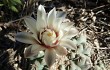 Preview photo Gymnocalycium stellatum