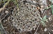 Anteprima di Gymnocalycium stellatum