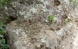 Preview photo Gymnocalycium stellatum