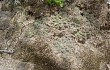 Anteprima di Gymnocalycium stellatum