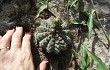 Vista previa de Gymnocalycium stellatum