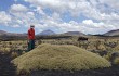 Anteprima di Maihuenia patagonica