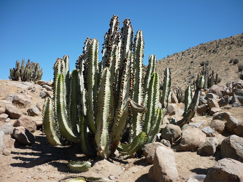 Neoraimondia Arequipensis - Big Bed of Straw - Rare Weird Cactus - 20 –  IDSeeds Farm