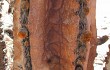 Vista previa de Neoraimondia arequipensis