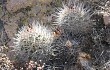 Anteprima di Echinopsis hempeliana