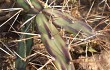 Anteprima di Opuntia discolor