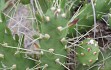 Preview photo Tephrocactus verschaffeltii