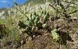 Preview photo Tephrocactus verschaffeltii