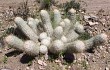 Anteprima di Echinopsis trollii