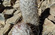 Anteprima di Echinopsis trollii