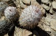 Anteprima di Echinopsis trollii