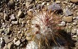 Anteprima di Echinopsis trollii