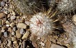 Anteprima di Echinopsis trollii